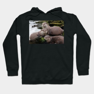 Asian short clawed otter Hoodie